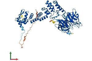 AlphaFold protein structure predicition of Mouse Recombinant Klhl24 Protein, UniprotID Q8BRG6