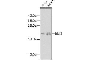 Western blot analysis of extracts of various cell lines, using RMI2 antibody (ABIN6133441, ABIN6146982, ABIN6146983 and ABIN6224617) at 1:1000 dilution. (RMI2 anticorps  (AA 1-147))