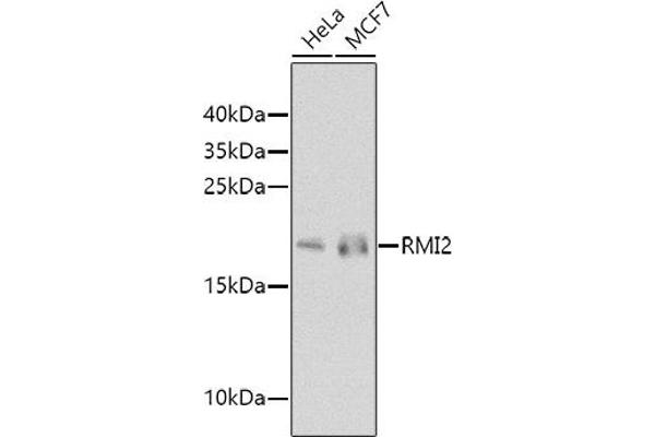 RMI2 anticorps  (AA 1-147)