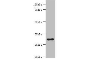 Western blot All lanes: 39S ribosomal protein L28, mitochondrial antibody at 2 μg/mL + Hela whole cell lysate Secondary Goat polyclonal to rabbit IgG at 1/10000 dilution Predicted band size: 30 kDa Observed band size: 30 kDa (MRPL28 anticorps  (AA 1-256))
