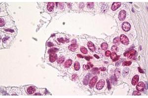 Image no. 3 for anti-Histone H3.3 (AA 1-137) antibody (ABIN1498570)