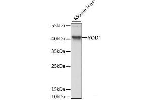 Western blot analysis of extracts of Mouse brain using YOD1 Polyclonal Antibody at dilution of 1:3000. (YOD1 anticorps)