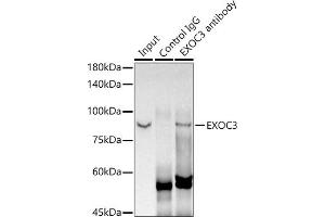 Immunoprecipitation analysis of 300 μg extracts of MCF7 cells using 3 μg EXOC3 antibody (ABIN7267060).