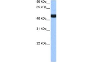 Western Blotting (WB) image for anti-Lin-9 Homolog (LIN9) antibody (ABIN2463377) (LIN9 anticorps)
