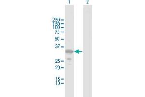 Western Blot analysis of ZMAT3 expression in transfected 293T cell line by ZMAT3 MaxPab polyclonal antibody.