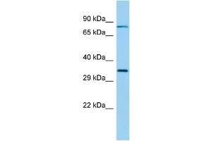 Host: Rabbit Target Name: RSPH9 Sample Type: Fetal Lung lysates Antibody Dilution: 1.