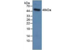 Western blot analysis of recombinant Human SPC. (Surfactant Protein C anticorps  (AA 24-197))