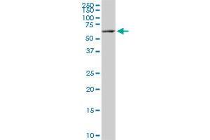 FAAH monoclonal antibody (M07), clone 4H8.
