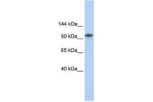 BBX antibody used at 1.