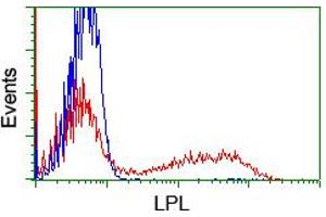 HEK293T cells transfected with either RC203766 overexpress plasmid (Red) or empty vector control plasmid (Blue) were immunostained by anti-LPL antibody (ABIN2455197), and then analyzed by flow cytometry. (Lipoprotein Lipase anticorps  (AA 28-475))