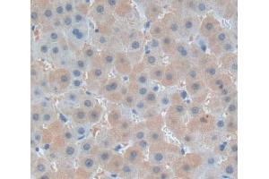 Used in DAB staining on fromalin fixed paraffin- embedded liver tissue (PLCD1 anticorps  (AA 1-234))