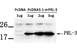 Western blot analysis of extract from LX-2 cells transfected with PRL-3 using PRL-3 antibody. (PTP4A3 anticorps  (AA 161-166))