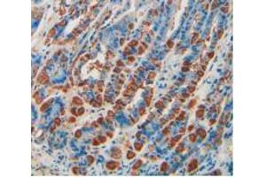 IHC-P analysis of Mouse Stomach Tissue, with DAB staining. (CD55 anticorps  (AA 47-286))