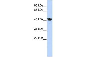Western Blotting (WB) image for anti-Alcohol Dehydrogenase 4 (Class II), pi Polypeptide (ADH4) antibody (ABIN2458762) (ADH4 anticorps)