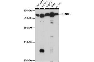 Western blot analysis of extracts of various cell lines, using GCN1L1 antibody. (GCN1L1 anticorps)