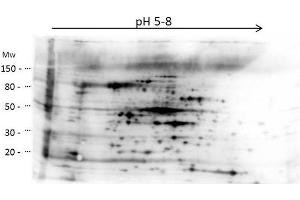 anti-HMW Host Cell Proteins (HMW HCP) antibody