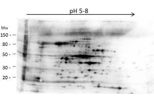 2D Western Blot of anti-E. (HMW HCP anticorps)