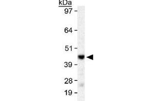 Western blot analysis of SIRT6 in HeLa whole cell lysate with SIRT6 polyclonal antibody . (SIRT6 anticorps  (AA 300-355))