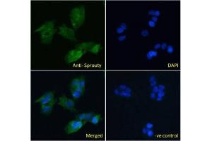 IF/ICC testing of fixed and permeabilized human HepG2 cells with Sprouty antibody (green) at 10ug/ml and DAPI nuclear stain (blue). (SPRY1 anticorps)