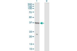 Western Blot analysis of TUSC4 expression in transfected 293T cell line by TUSC4 MaxPab polyclonal antibody. (NPRL2 anticorps  (AA 1-380))