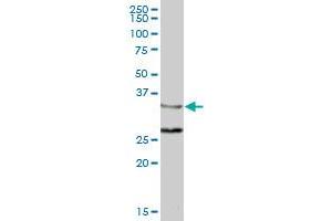 ZWINT MaxPab polyclonal antibody.