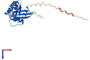 AlphaFold protein structure predicition of Mouse Recombinant Rab6b Protein, UniprotID P61294