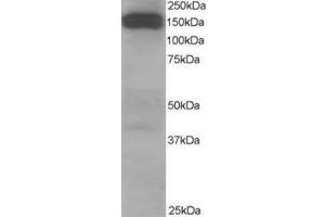 Image no. 2 for anti-Dynactin 1 (DCTN1) (C-Term) antibody (ABIN374269) (Dynactin 1 anticorps  (C-Term))