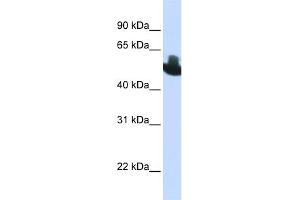 WB Suggested Anti-RUNX2 Antibody Titration:  0.