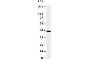 Western blot testing of HSD17B2 antibody and human placenta lysate;  Predicted size: 43KD;  Observed size: 43KD (HSD17B2 anticorps  (AA 373-387))
