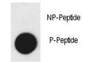 Dot blot analysis of phospho-KDR antibody.
