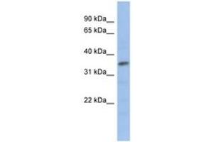 Image no. 1 for anti-Myogenic Factor 5 (MYF5) (AA 71-120) antibody (ABIN6735797) (MYF5 anticorps  (AA 71-120))
