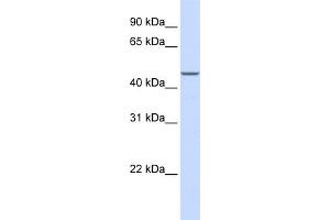 WB Suggested Anti-MAP2K2 Antibody Titration:  1 ug/ml  Positive Control:  HepG2 cell lysate There is BioGPS gene expression data showing that MAP2K2 is expressed in HepG2
