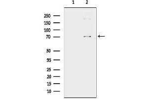 anti-Dual Specificity Phosphatase 16 (DUSP16) (Internal Region) antibody