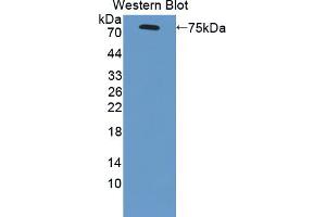 Western blot analysis of the recombinant protein. (SCARB1 anticorps  (AA 33-440))