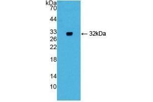 Detection of Recombinant GIF, Mouse using Polyclonal Antibody to Gastric Intrinsic Factor (GIF) (Intrinsic Factor anticorps  (AA 31-288))