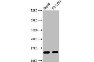 Western Blot Positive WB detected in HepG2 whole cell lysate 83H-SY5Y whole cell lysate All lanes Mono-methyl-Histone H3. (Recombinant HIST1H3A anticorps  (H3R128me))