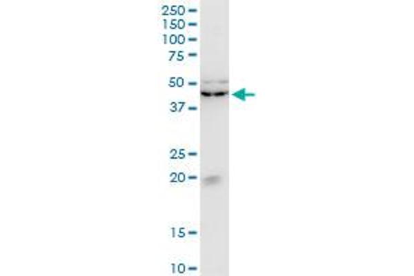 KLF13 anticorps  (AA 31-72)