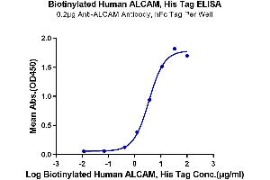 Immobilized Anti-ALCAM Antibody, hFc Tag at 2 μg/mL (100 μL/well) on the plate.