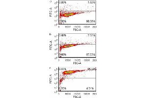 FACS analysis of (a) negative control unstained, (b) negative control goat anti-mouse-FITC stained and (c) CAP1 MaxPab polyclonal antibody stained methanol-treated human HeLa cells. (CAP1 anticorps  (AA 1-475))