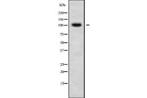 Western blot analysis of RASIP1 using HeLa whole cell lysates (RASIP1 anticorps  (Internal Region))