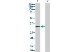 Western Blot analysis of PTGDR expression in transfected 293T cell line by PTGDR MaxPab polyclonal antibody.