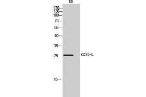 Western Blotting (WB) image for anti-Tumor Necrosis Factor (Ligand) Superfamily, Member 8 (TNFSF8) (Internal Region) antibody (ABIN3181461)