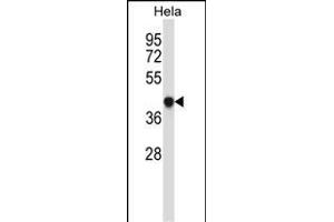 GRINA Antibody (Center) (ABIN657481 and ABIN2846508) western blot analysis in Hela cell line lysates (35 μg/lane). (GRINA anticorps  (AA 131-158))