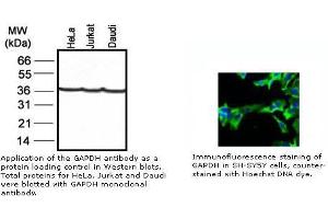 Image no. 1 for anti-Glyceraldehyde-3-Phosphate Dehydrogenase (GAPDH) antibody (ABIN274251) (GAPDH anticorps)
