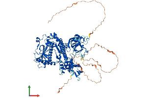 AlphaFold protein structure predicition of Mouse Recombinant Dis3l2 Protein, UniprotID Q8CI75