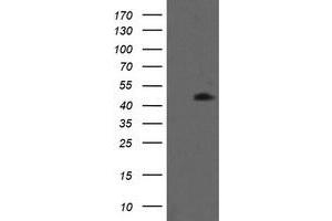 Image no. 1 for anti-Mitogen-Activated Protein Kinase Kinase 1 (MAP2K1) antibody (ABIN1499377) (MEK1 anticorps)