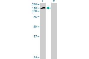 Western Blot analysis of SNX13 expression in transfected 293T cell line by SNX13 MaxPab polyclonal antibody. (SNX13 anticorps  (AA 1-957))