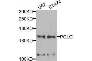 Western blot analysis of extracts of U87 and BT474 cells, using POLG antibody. (POLG anticorps)