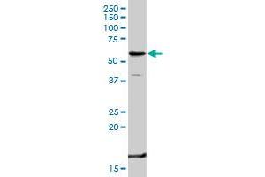 TNFRSF1B MaxPab rabbit polyclonal antibody.