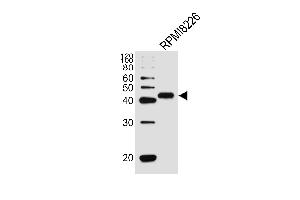 Western blot analysis of lysate from R cell line, using CD38 Antibody (C-term) (ABIN389405 and ABIN2839493). (CD38 anticorps  (C-Term))